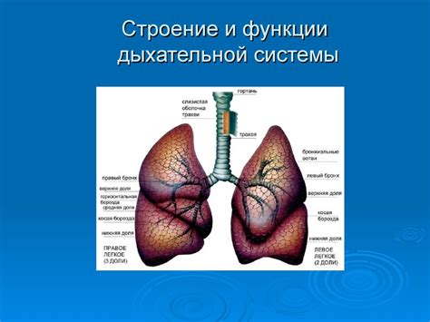 Патологические условия дыхательной системы