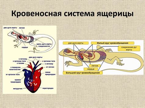 Патология кровеносной системы