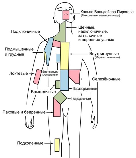 Паховый лимфоузел: симптомы, расположение и функции