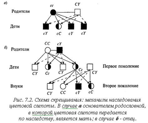 Первая ветовая система