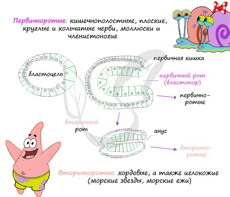 Первичноротые животные: что это такое?