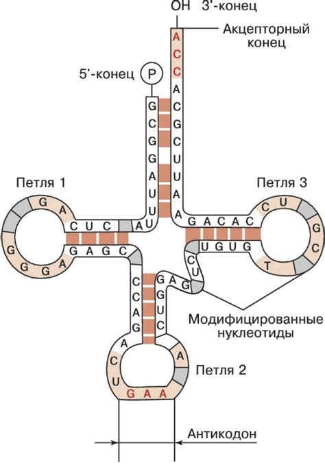 Перевод: процесс синтеза белка по шаблону РНК