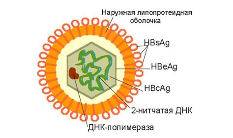 Передача гепатита б: основные способы и характеристики