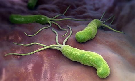 Передача и распространение Helicobacter pylori