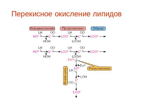 Перекисное окисление