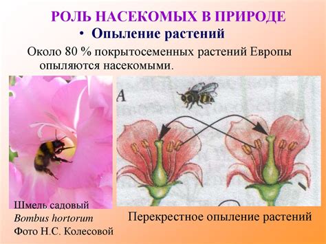 Перекрестное опыление насекомыми