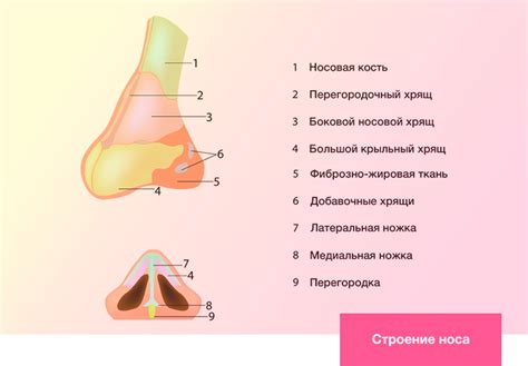 Переносица широкая: особенности и значения