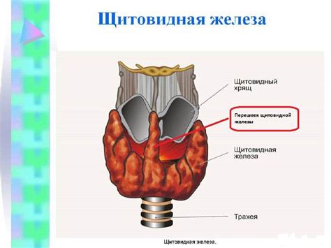 Перешеек щитовидной железы