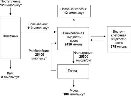 Перистальтика в организме человека