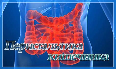 Перистальтика кишечника: как она должна функционировать у взрослого