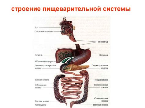 Перитонит и проблемы с пищеварительной системой