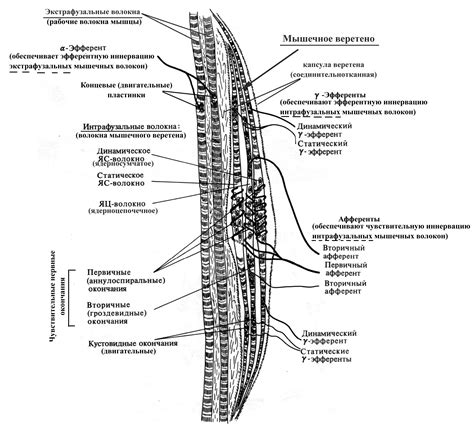 Периферическая часть: основные понятия