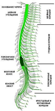 Периферические нервы и их роль