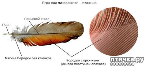 Перо птицы: почему оно ценно