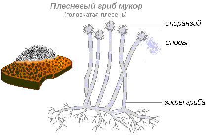 Перспективы изучения роли грибного мицелия в сфере сновидений