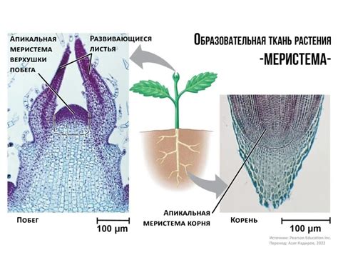 Перспективы развития использования меристемных саженцев