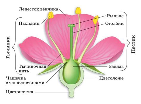 Пестики и тычинки: ключевые элементы растений