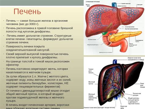 Печень: функции и строение