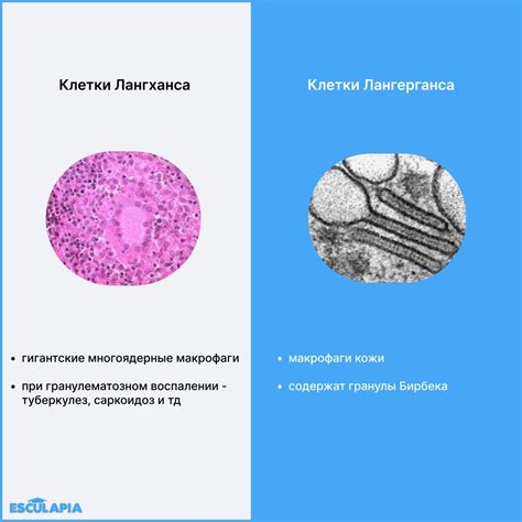 Пирогова лангханса клетки - структура и функции