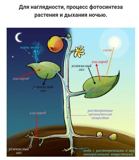 Питание и дыхание