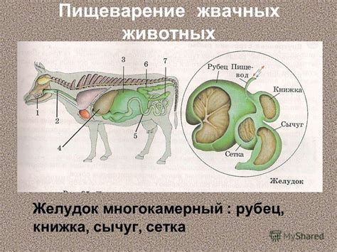 Питание и особенности пищеварения неопознанной игуаны