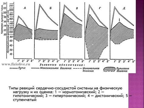 Пластичность и реакция организма на физическую нагрузку