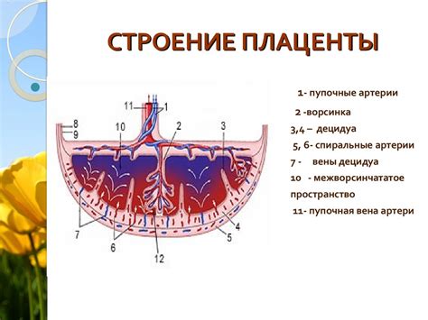 Плацента: определение и функции