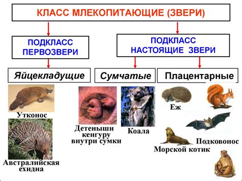 Плацентарные животные и материнский иммунитет