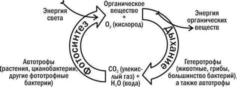 Плеотон и экологический баланс