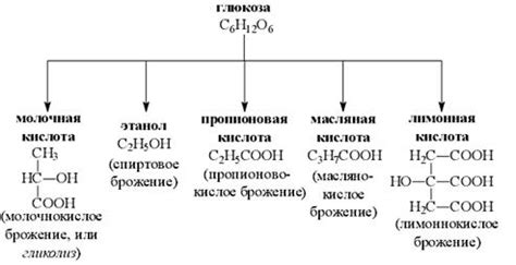 Плесень на стадии брожения: причины и виды