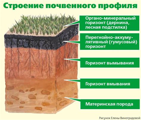 Плодородие и рост: зеленый океан и новые возможности