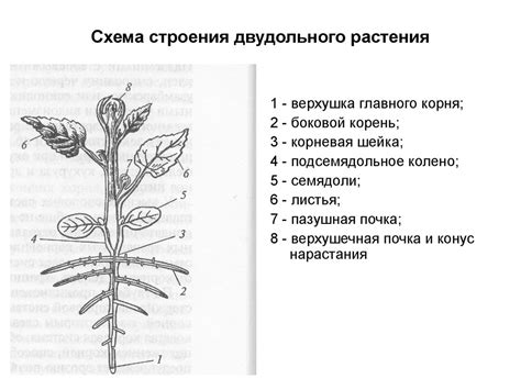 Побеговые наросты