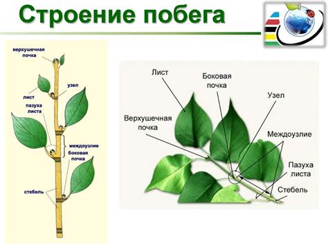 Побег растения: его значение и влияние на развитие