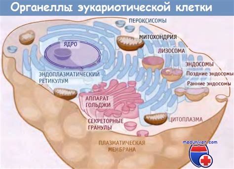 Повреждение клеточных мембран и органелл