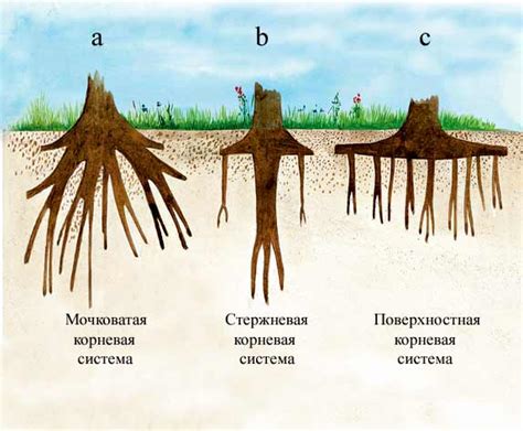 Повреждения корневой системы