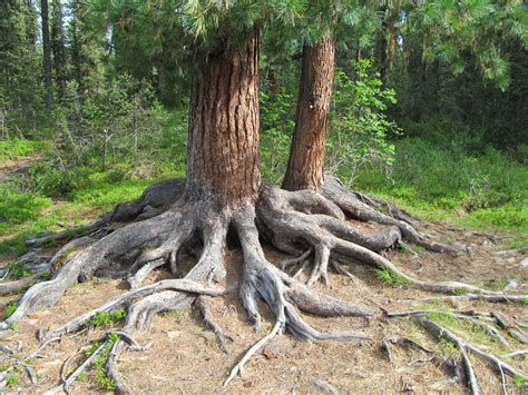 Повреждения корней или стеблей