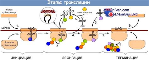 Повышение синтеза белка: