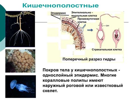 Повышенная устойчивость кожных покровов толстокожих