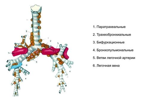 Повышенные лимфоузлы: