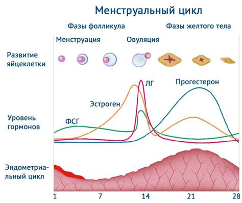 Повышенный уровень прогестерона и его влияние на менструальный цикл