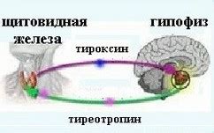 Повышенный уровень тироксина: причины и последствия