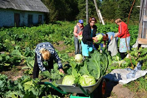 Погода и сбор урожая