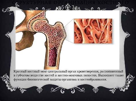 Подавленность костного мозга