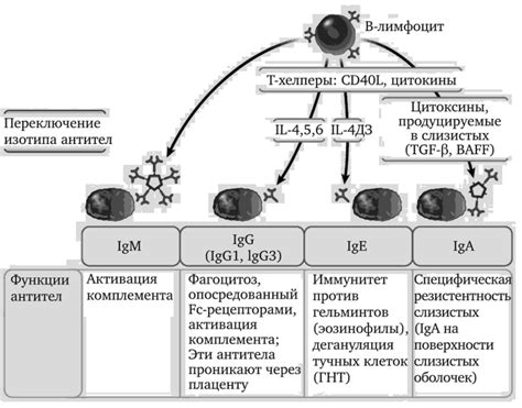 Подавленный секреторный иммунитет