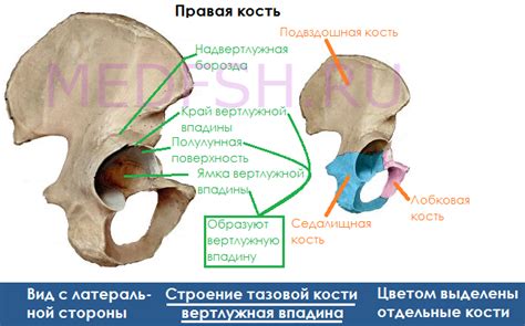 Подвздошная область: определение и функции