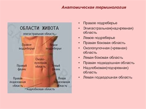 Подвздошная область: основные функции