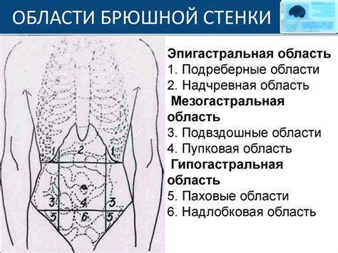 Подвздошная область: связь с другими органами и системами