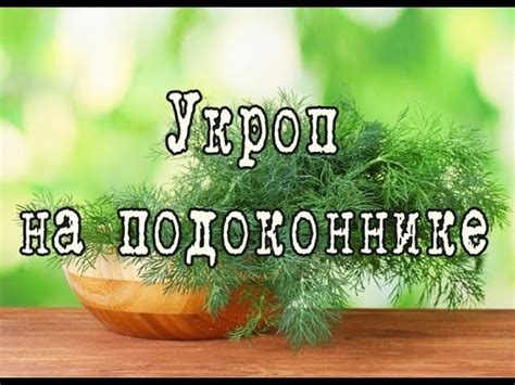 Подготовка почвы для засева укропа