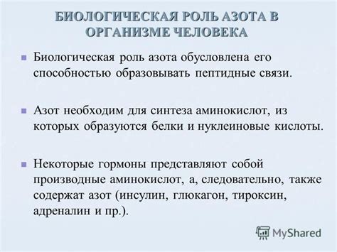 Поддержание оптимального баланса азота в организме и протеинового синтеза