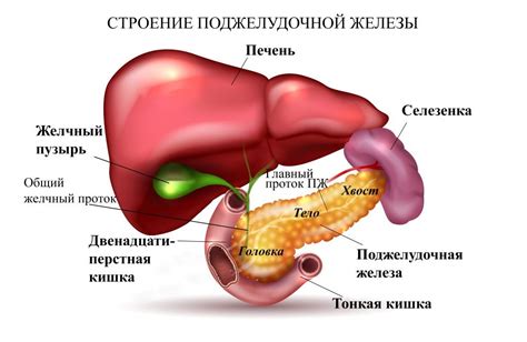 Поджелудочная железа: контур ровный